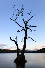 Winter Tree.  A winter tree on the banks of Lake Ullswater in the English Lake District National Park.