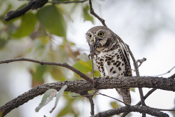 African barred owlet in Kruger National park