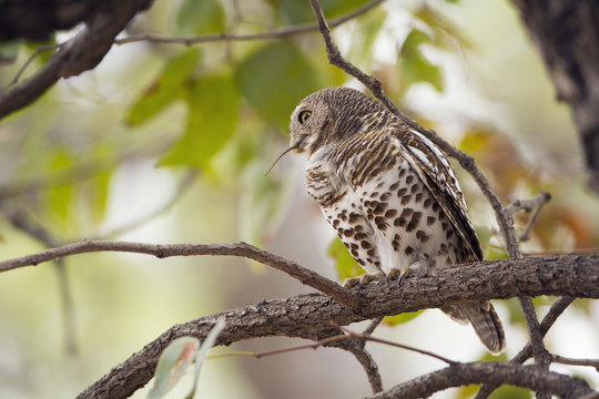 African barred owlet in Kruger National park
