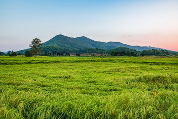 Fototapeta premium Rice field and mountain
