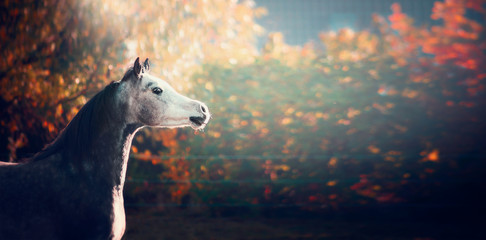 beautiful arabian horse with white head on wonderful  nature background 