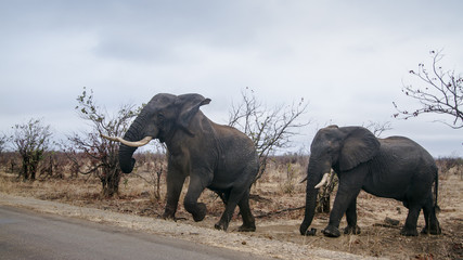 Obraz premium African bush elephant in Kruger National park