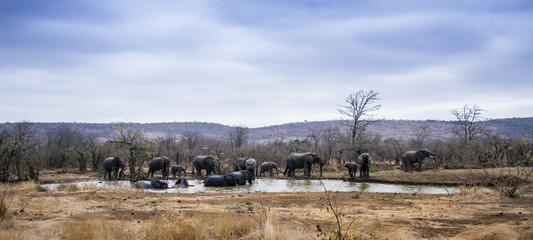 African bush elephant in Kruger National park