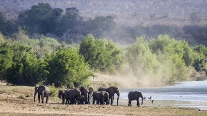 Fototapete Rund African bush elephant in Kruger National park © PACO COMO