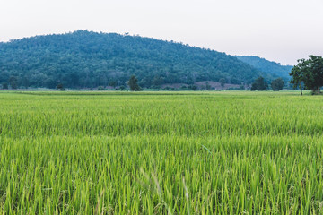 Rice field and mountain