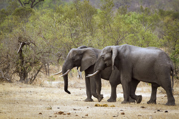 Obraz premium African bush elephant in Kruger National park