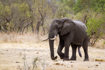 Obraz premium Słoń afrykański w Parku Narodowym Krugera