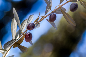 Branch with black olive