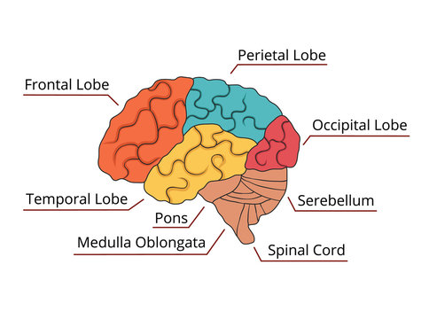 Brain function diagram. Vector illustration