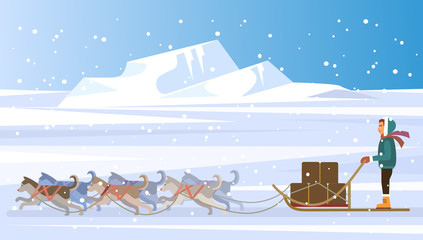 Musher and dog sled team. Vector flat illustration
