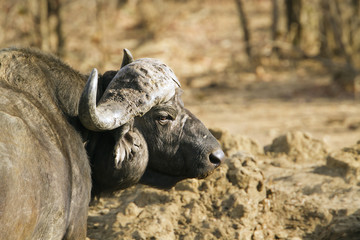 African buffalo in Kruger National park
