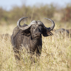 African buffalo in Kruger National park