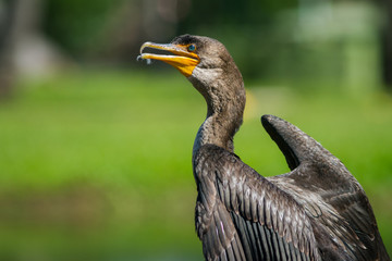 The Double-crested Cormorant