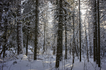 Fototapeta premium Зимний лес 