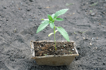 cannabis plant