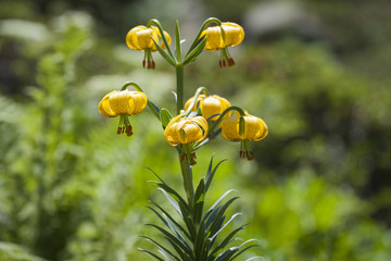 Pyrenean Lily