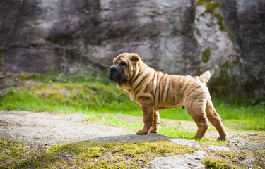 Fototapeta premium Shar Pei Puppy