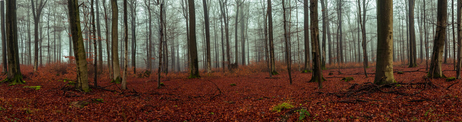 Fototapeta premium Wald Panorama mit Nebel
