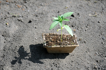 cannabis plant