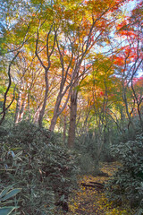 Fototapeta na wymiar 鎌倉の獅子舞渓谷の紅葉 