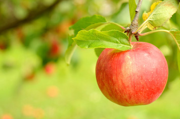 Fresh red apple with leaves on branch