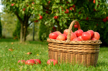 Wicker basket full of red apples