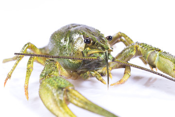 Crayfish