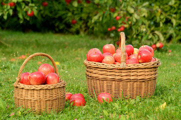 Two wicker baskets full of red apples
