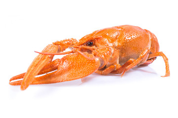 Boiled crayfish