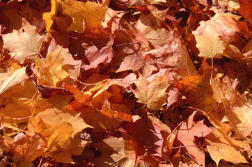 Brown autumn leaves on ground texture