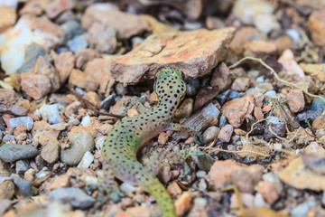 Gecko lizard from trpical forest