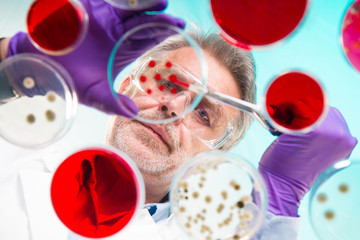 Senior life science researcher grafting bacteria.