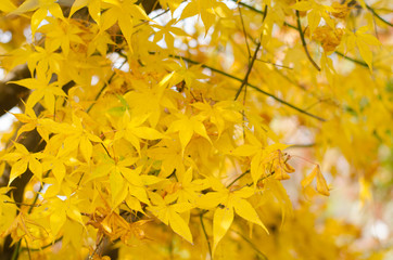 japanese maple leaves background