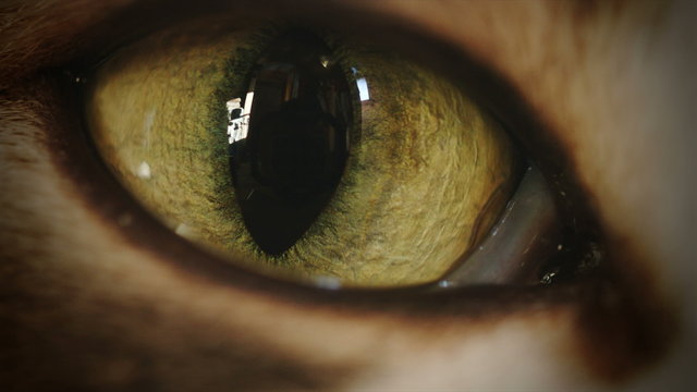 Cat Eye Moving and Watching Super Macro Timelapse