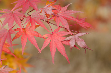 japanese maple leaves background