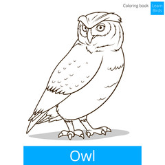 Owl bird learn birds coloring book vector