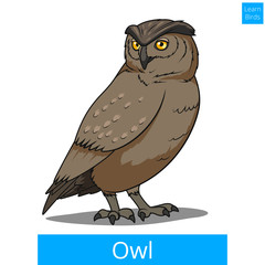Owl bird learn birds educational game vector