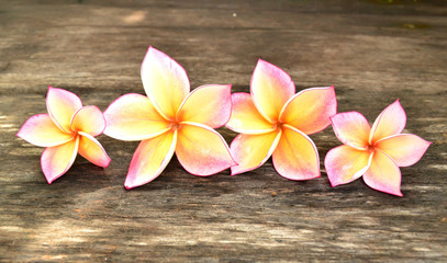 Fototapeta na wymiar Four Plumeria flower on wood board
