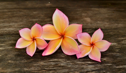 Three Plumeria flower on wood board