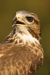 Bird of prey