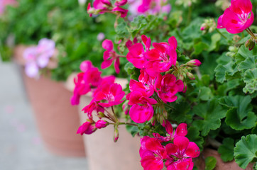  Pink geraniums blooming