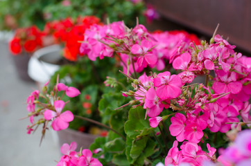  Pink geraniums blooming