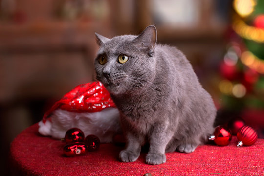 Кот на столе с рождественской елкой