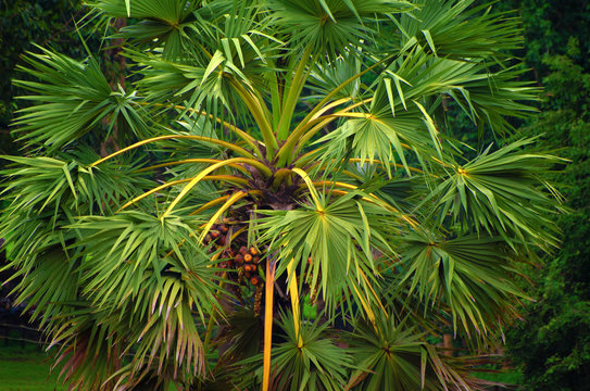 Green palm sugar tree in Asian jungle.