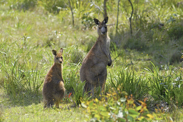 Australia, Kangaroo