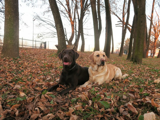 Two labrador retriever dogs lying together in autumn leaves