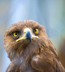 Birds of prey - Aquila pomarina - Lesser Spotted Eagle
