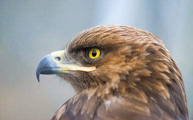 Birds of prey - Aquila pomarina - Lesser Spotted Eagle