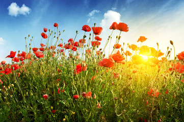 Fototapeta na wymiar poppies field in rays sun