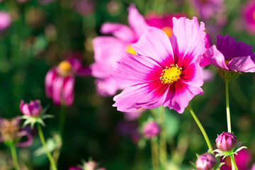 Close up front side blooming cosmos pink flower.